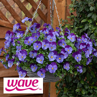 Pansy 'Cool Wave Violet Blue'