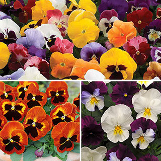 Garden Ready Pansy Variety Mix