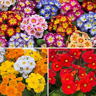 Garden Ready Primrose Variety Mix
