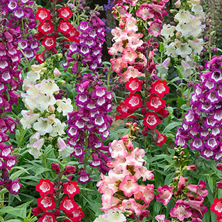 Penstemon 'Arabesque' Mix