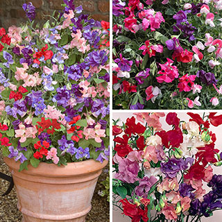 Ultimate Sweet Pea Collection