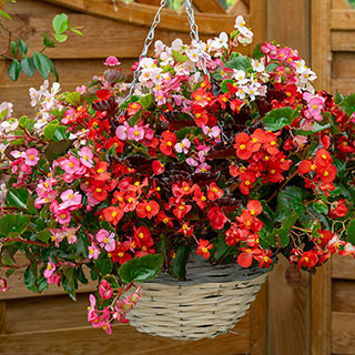 Begonia 'Hula' Mixed