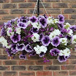 Pre-Planted Pansy 'Cool Wave Frost' Hanging Baskets 2 X 25cm