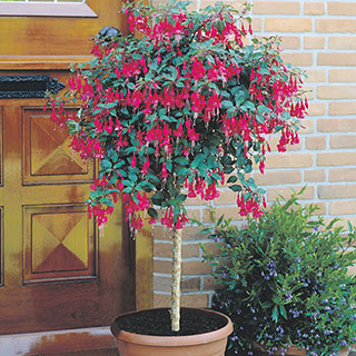 Flowering Fuchsia Pyramid