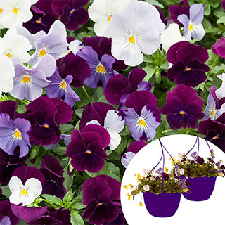 Pre-Planted 'Cool Wave Berries & Cream' Hanging Baskets