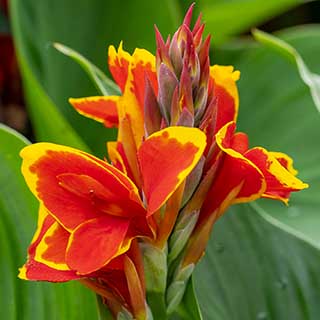 Canna Lily 'Red Golden Flame'