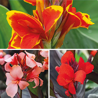 Canna Lily 'Cannova' Collection