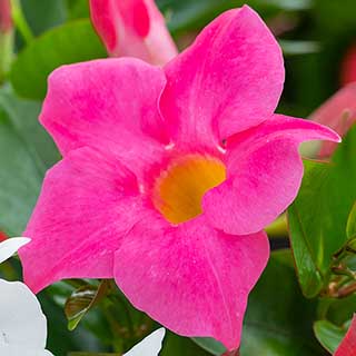 Brazilian Jasmine (Mandevilla) 'Jade Pink'