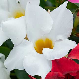 Brazilian Jasmine (Mandevilla) 'Jade White'