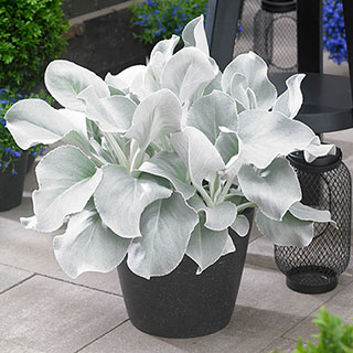 Senecio 'Angel Wings'