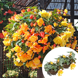 Premium Pre-Planted Begonia 'Apricot Fiery Shades' Rattan Hanging Baskets
