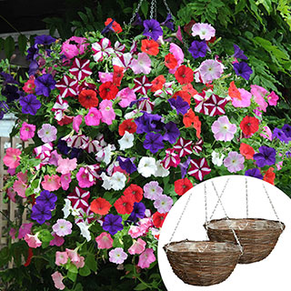 Premium Pre-Planted Petunia 'Wave' Rattan Hanging Baskets