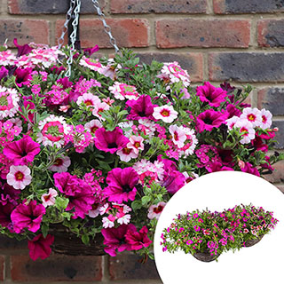 Premium Pre-Planted 'Eton Mess' Rattan Hanging Baskets