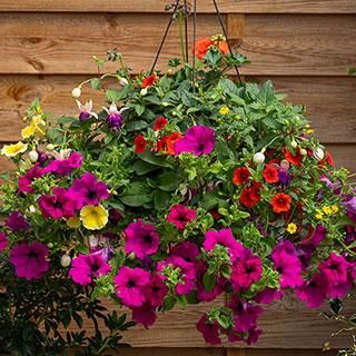 Pre-Planted 'Sunset Oasis' Hanging Baskets