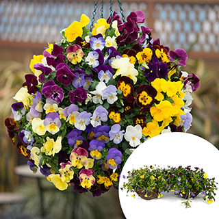 Pair of Premium Pre-Planted Pansy 'Fragrant Waterfall' Rattan Hanging Baskets