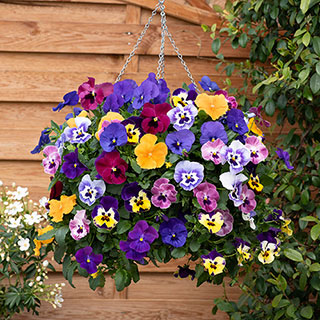 Premium Pre-Planted Pansy 'Top Wave' Rattan Hanging Baskets