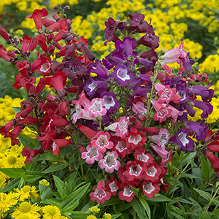 Perennial Hardy Penstemon Collection