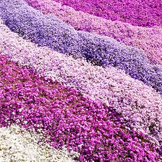 Creeping Phlox Collection