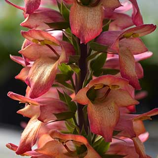 Foxglove Digitalis 'Illumination Flame'