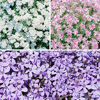 Creeping Phlox Collection