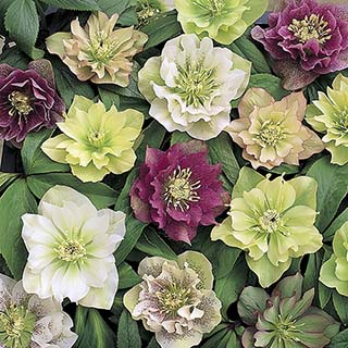 Hellebore 'Double Ellen' Mix