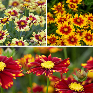 Coreopsis 'Uptick' Collection