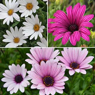 Hardy Cape Daisy Collection