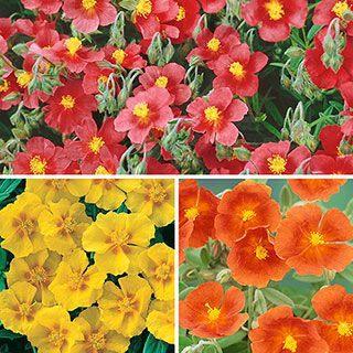 Helianthemum Rock Roses Collection