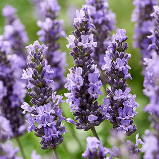 Lavender 'Sensational'