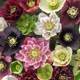 Hellebore 'Double Queen' Mix