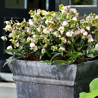 Hellebore 'Winterbells'