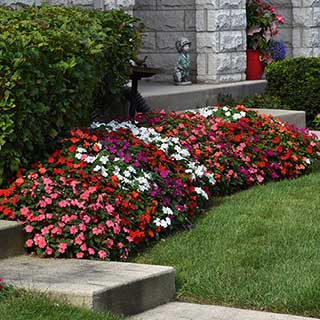 Busy Lizzie 'Beacon' Mix