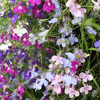 Lobelia 'Trail Away' Pro Plugs 40