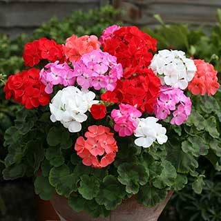 Upright Zonal Geranium 'Parade' Mix