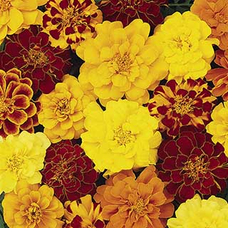 French Marigold 'Bonanza' Mix