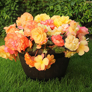 Begonia Amber Delight Pro + Plugs 20