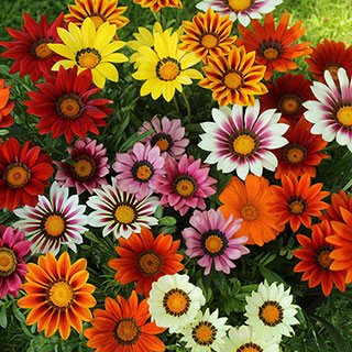 Gazania 'Sunrise' Mix