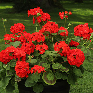 Upright 'Zonal' Geranium 'Fire Queen'