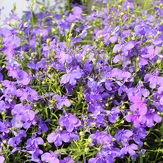 Lobelia 'Royal Blue'