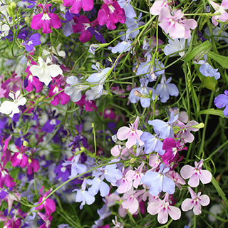 Lobelia 'Trail Away'