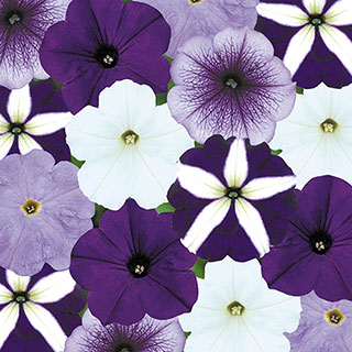 Petunia 'Montage'