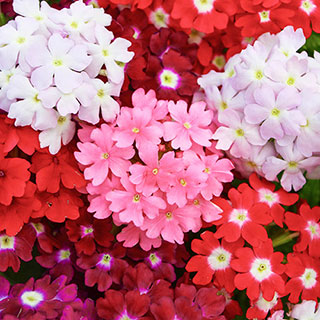 Verbena 'Glory Days'