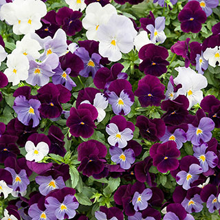 Pansy Cool Wave 'Berries & Cream'