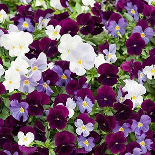 Pansy Cool Wave 'Berries & Cream'