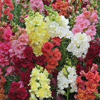 Antirrhinum 'Mini Butterflies' Mix