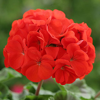 Geranium 'Fire Queen'
