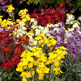 Wallflower 'Harlequin Compact' Mix