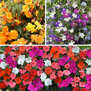 Patio Thriller Collection