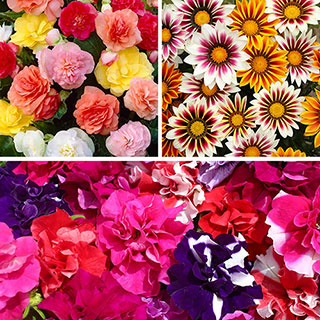 Bright and Blousy Collection