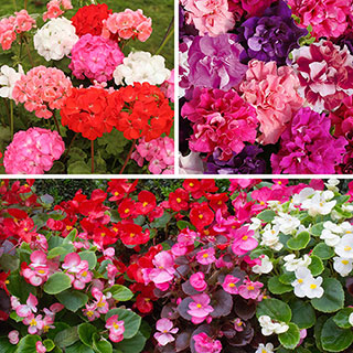 Bedding Beauties Collection